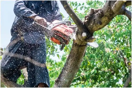 tree services Camargito